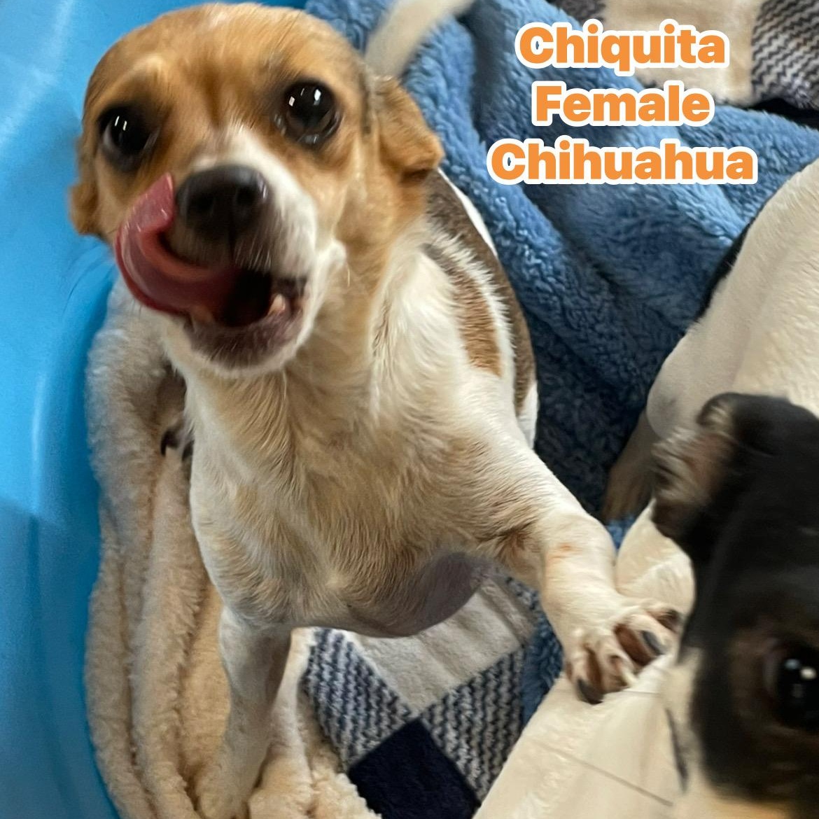 Enlarge Chiquita , a ADOPTABLE Chihuahua in Inez, TX image 3/6