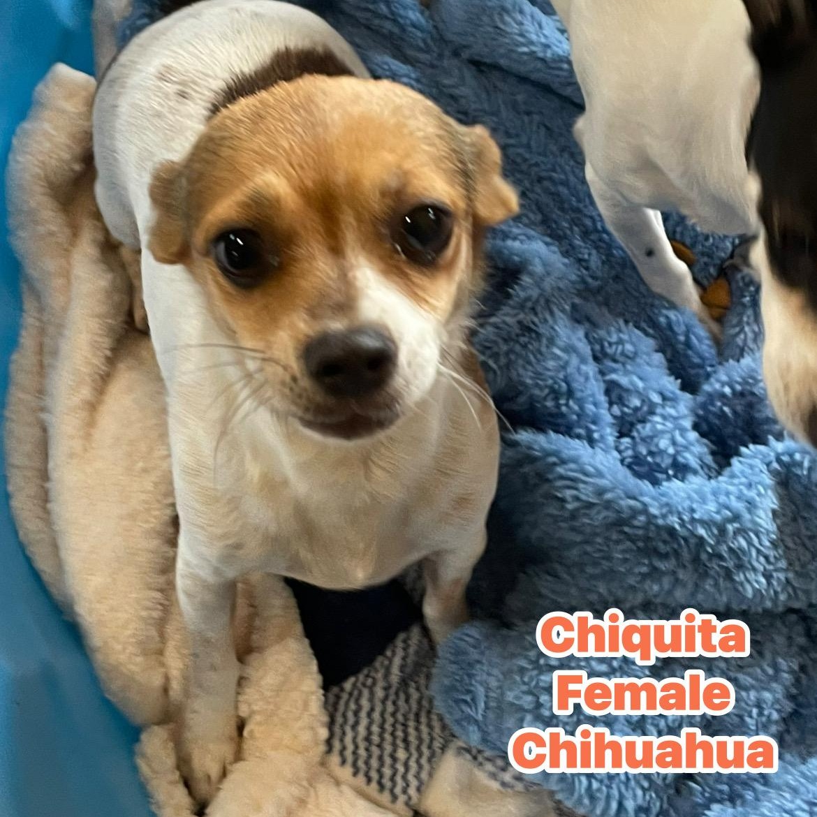 Enlarge Chiquita , a ADOPTABLE Chihuahua in Inez, TX image 4/6