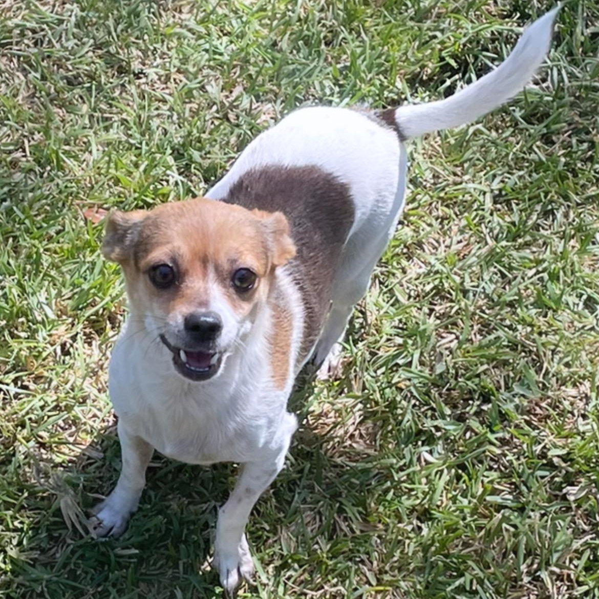Enlarge Chiquita , a ADOPTABLE Chihuahua in Inez, TX image 1/6