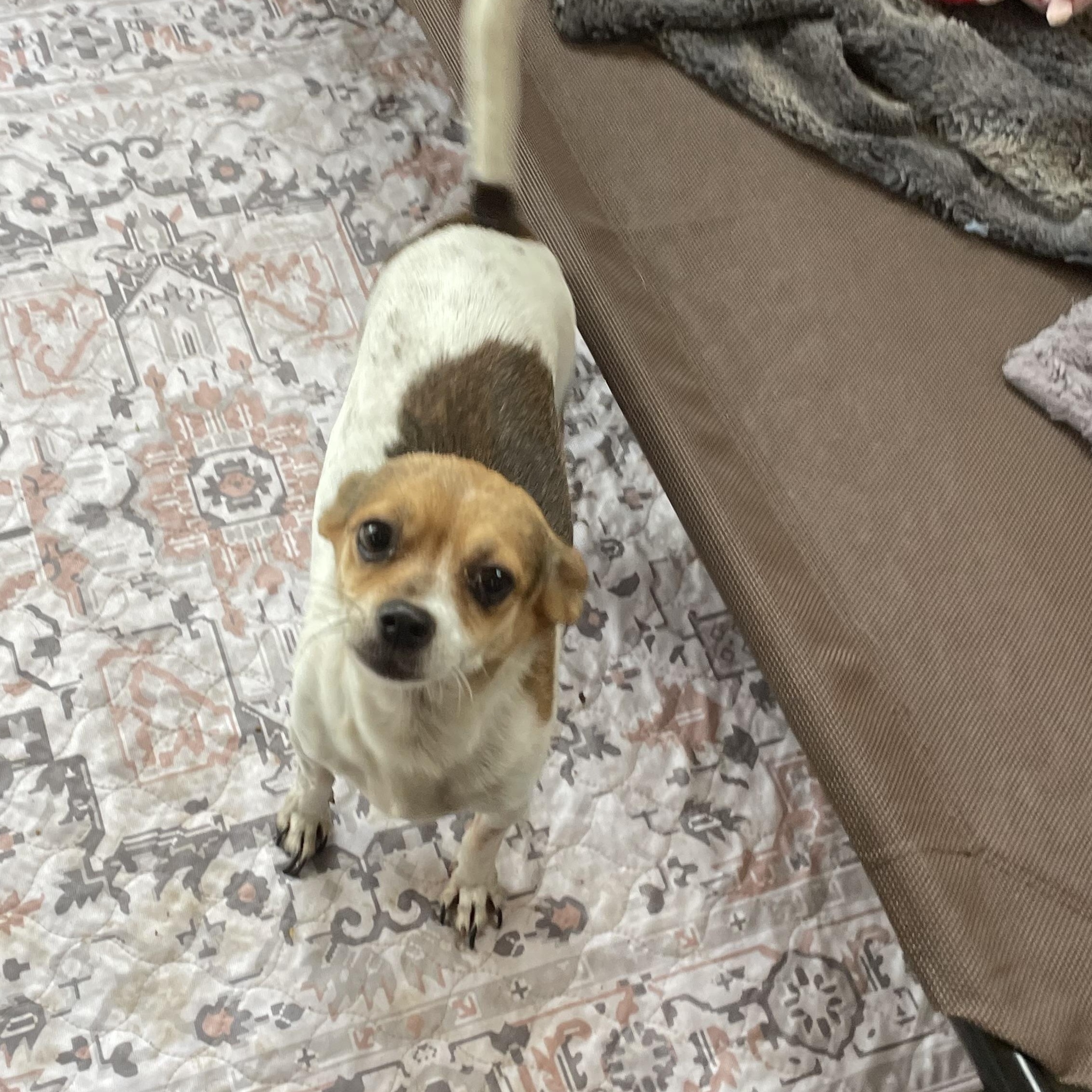 Enlarge Chiquita , a ADOPTABLE Chihuahua in Inez, TX image 6/6