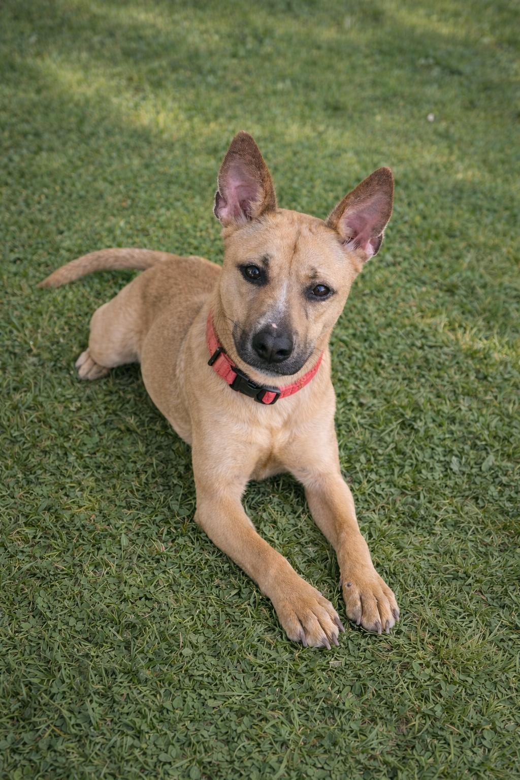 BELLE (TX), Adoptable, Young Female German Shepherd Dog.