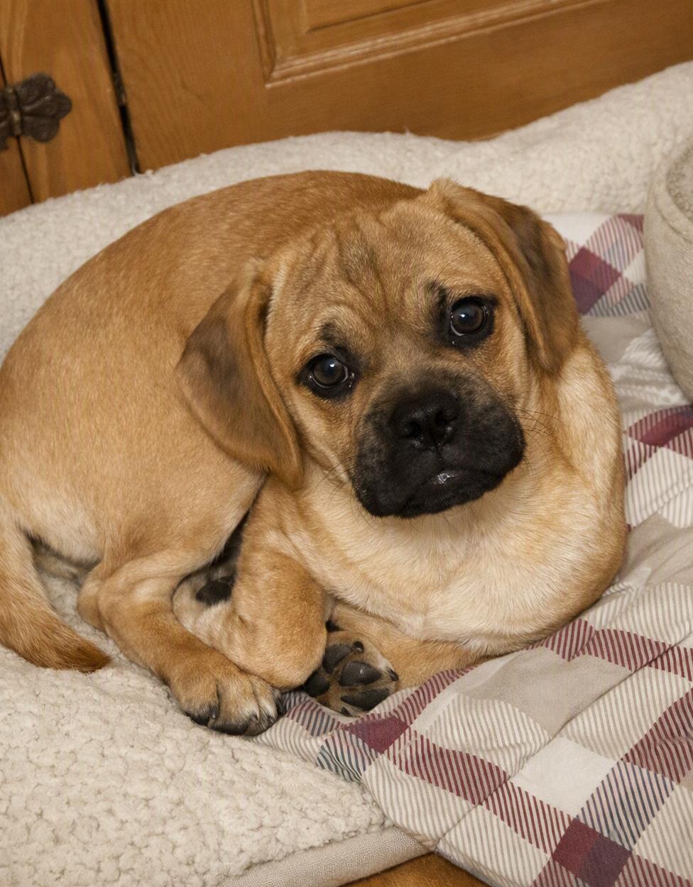 Dusty, Adoptable, Puppy Male Pug & Beagle.