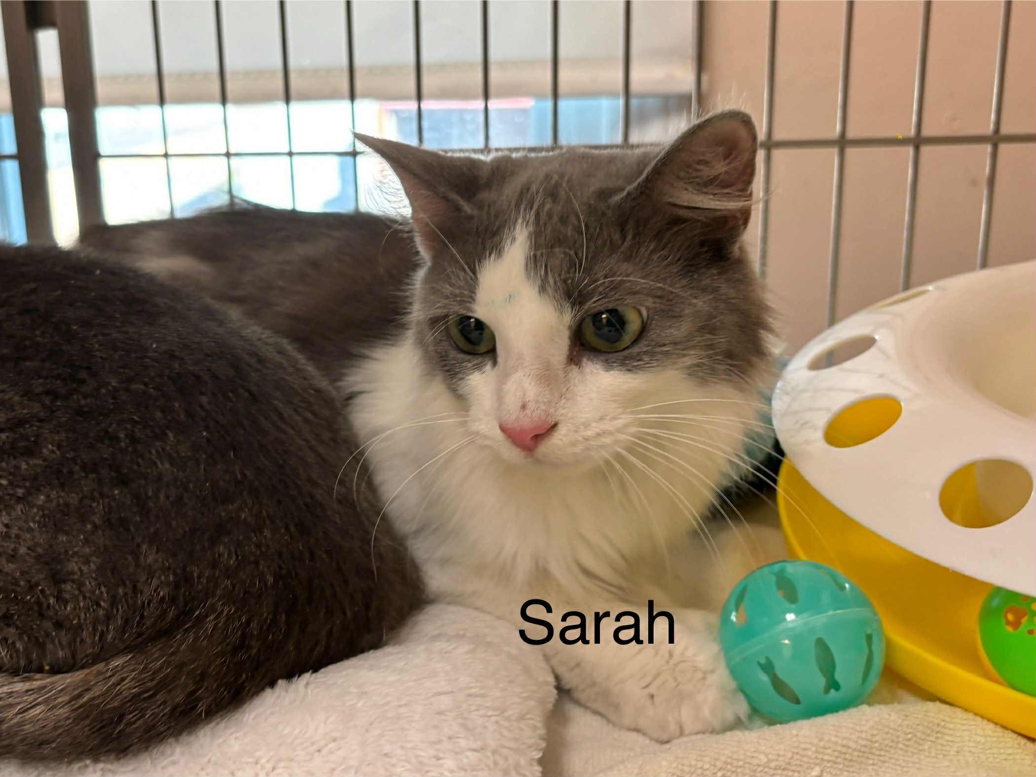 Sarah and Winifred, a Adoptable Domestic Short Hair in Ellicott City, MD image 1/3