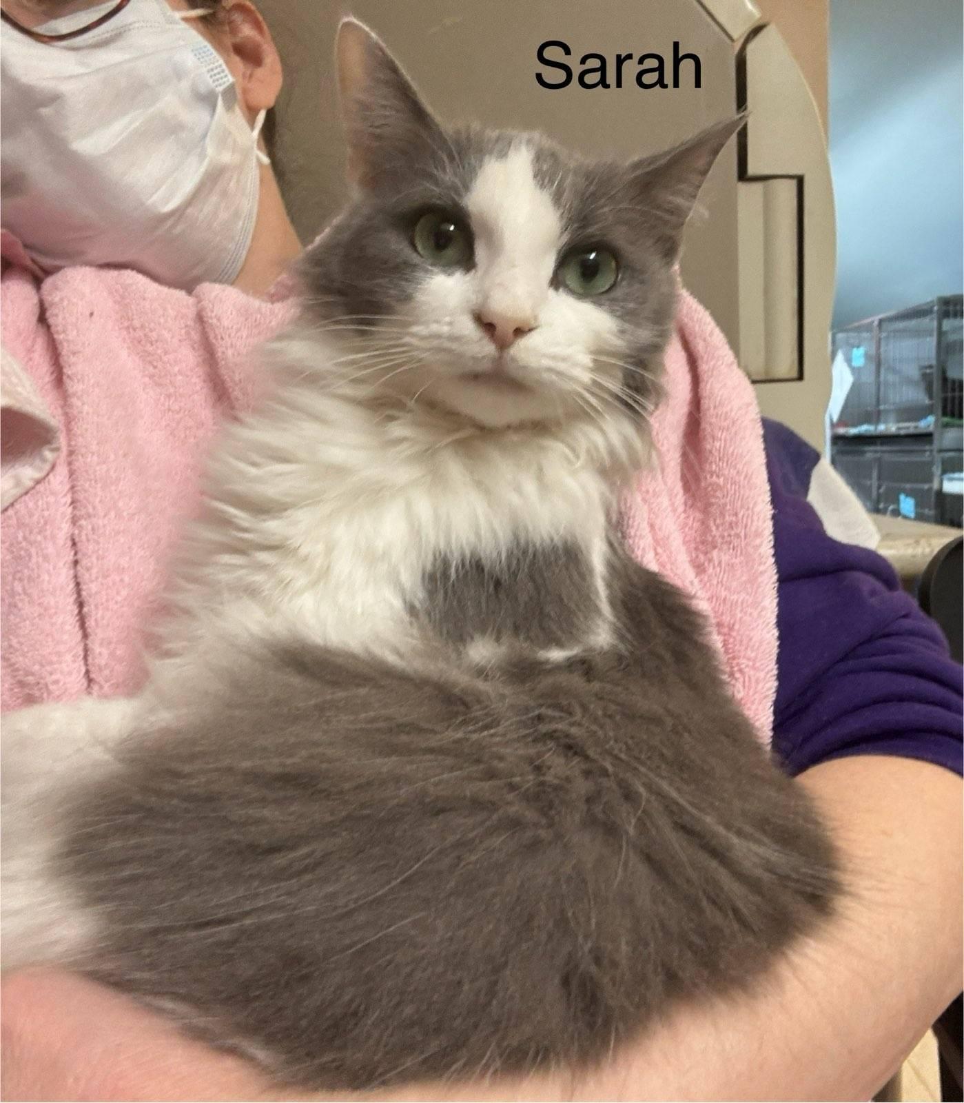 Sarah and Winifred, Adoptable, Young Female Domestic Short Hair.