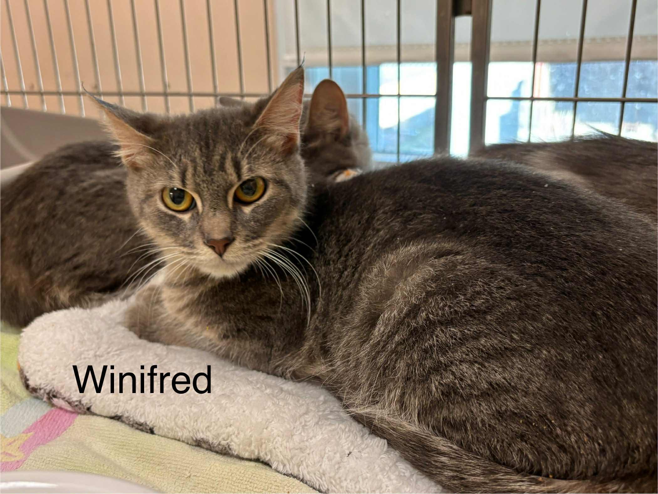 Sarah and Winifred, a Adoptable Domestic Short Hair in Ellicott City, MD image 2/3