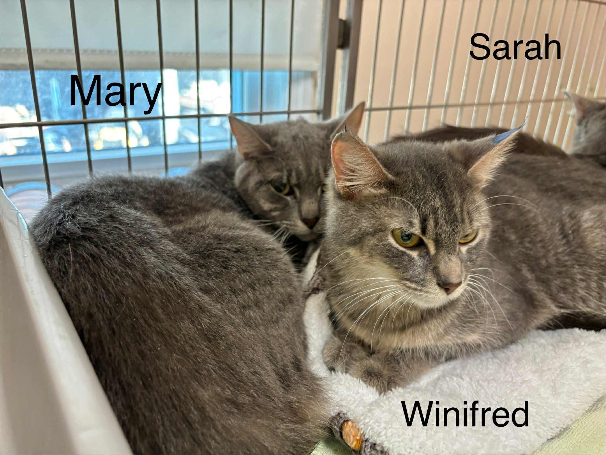 Sarah and Winifred, a Adoptable Domestic Short Hair in Ellicott City, MD image 3/3