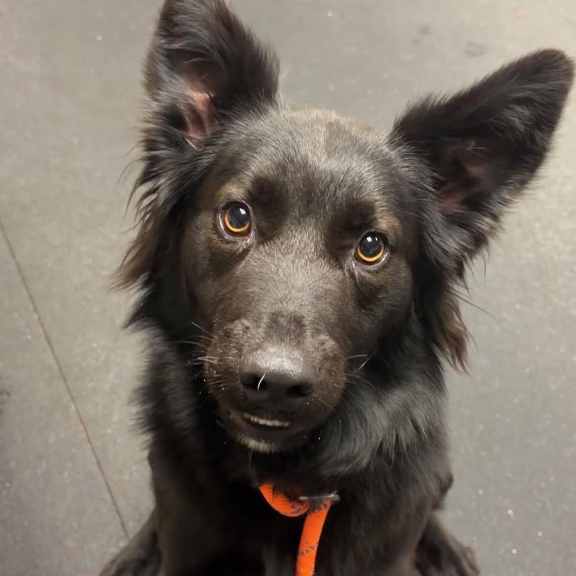 Enlarge King, a ADOPTABLE mixed breed in Valparaiso, IN image 1/1