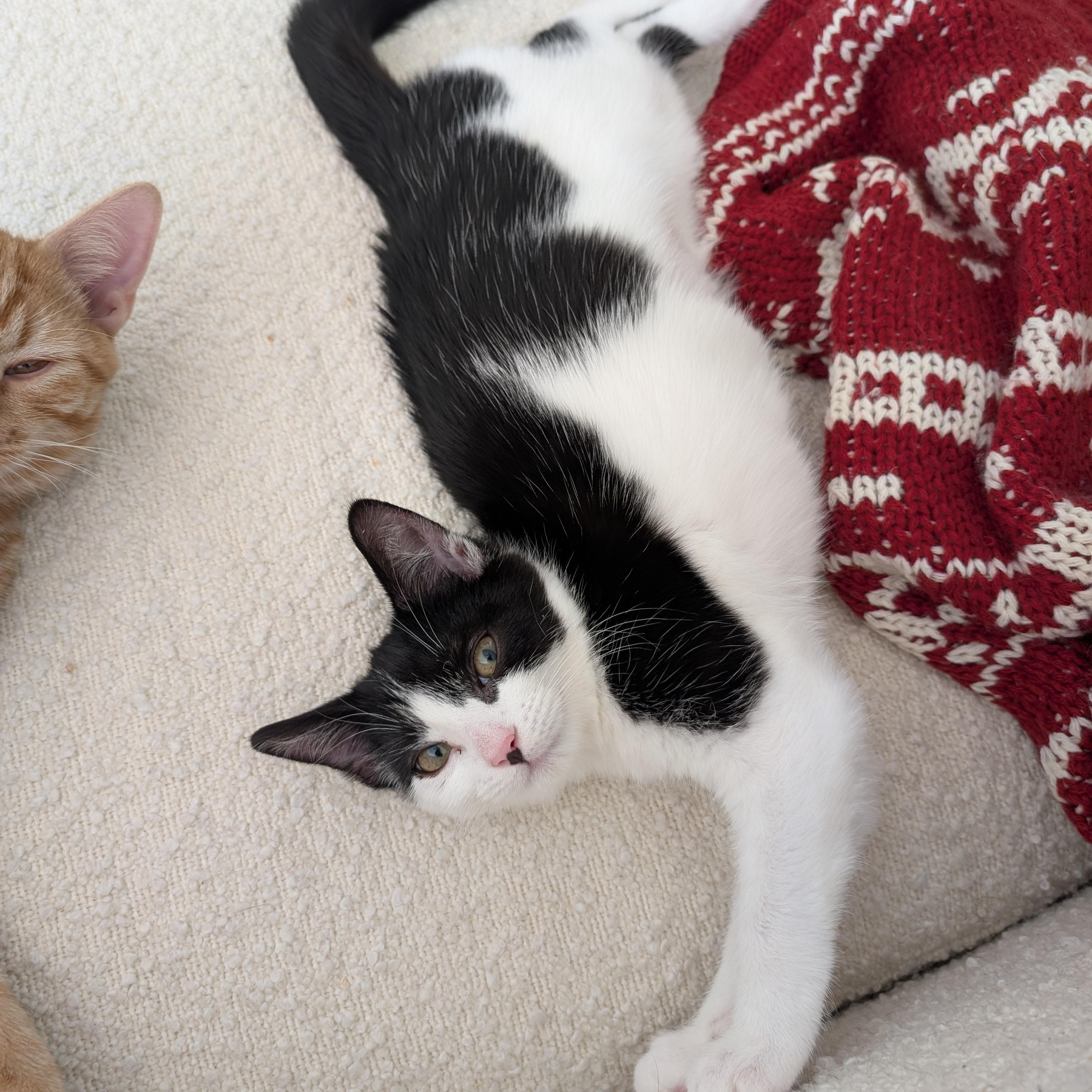 Enlarge Penguin, a Adoptable Domestic Short Hair in Alexandria, VA image 2/6