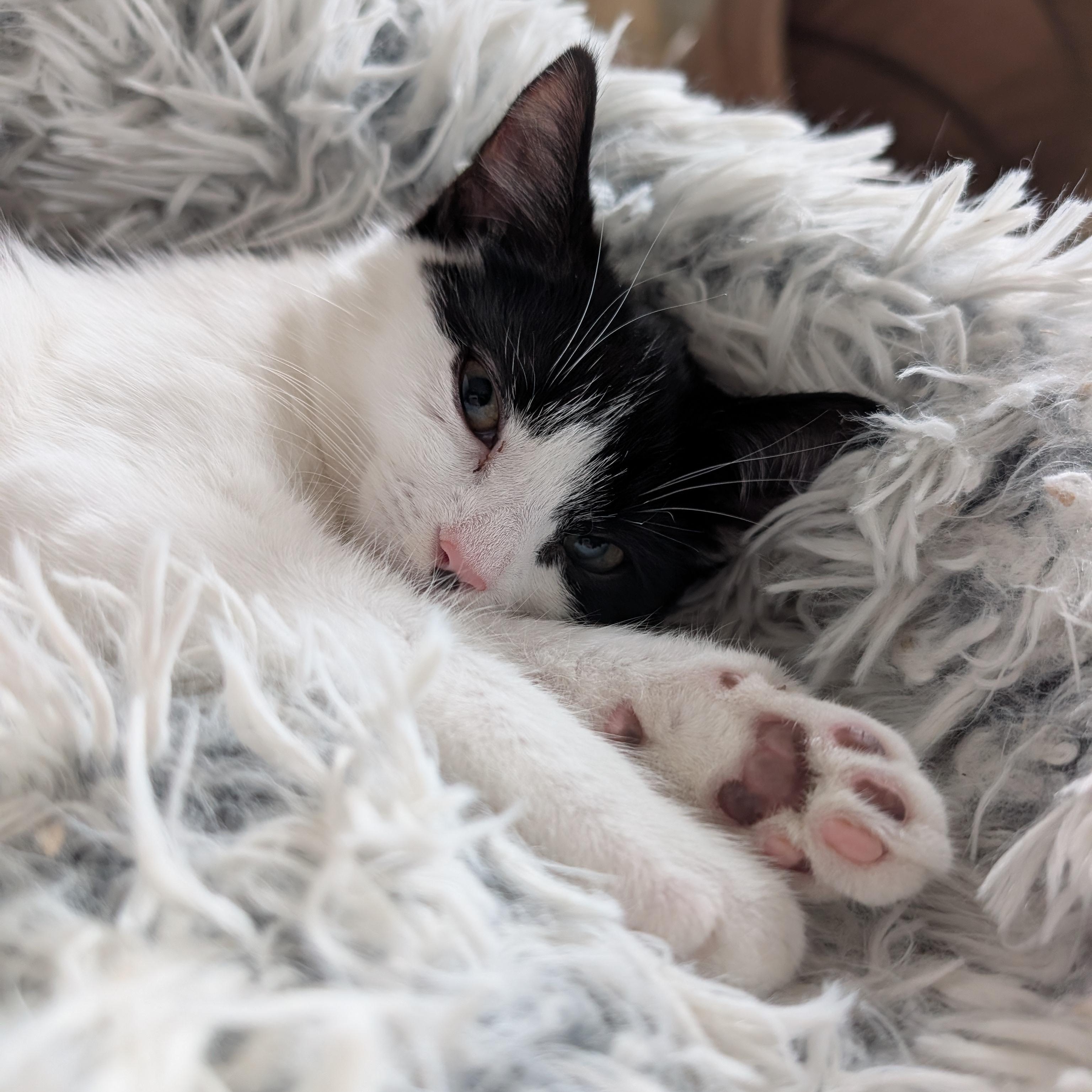 Enlarge Penguin, a Adoptable Domestic Short Hair in Alexandria, VA image 3/6