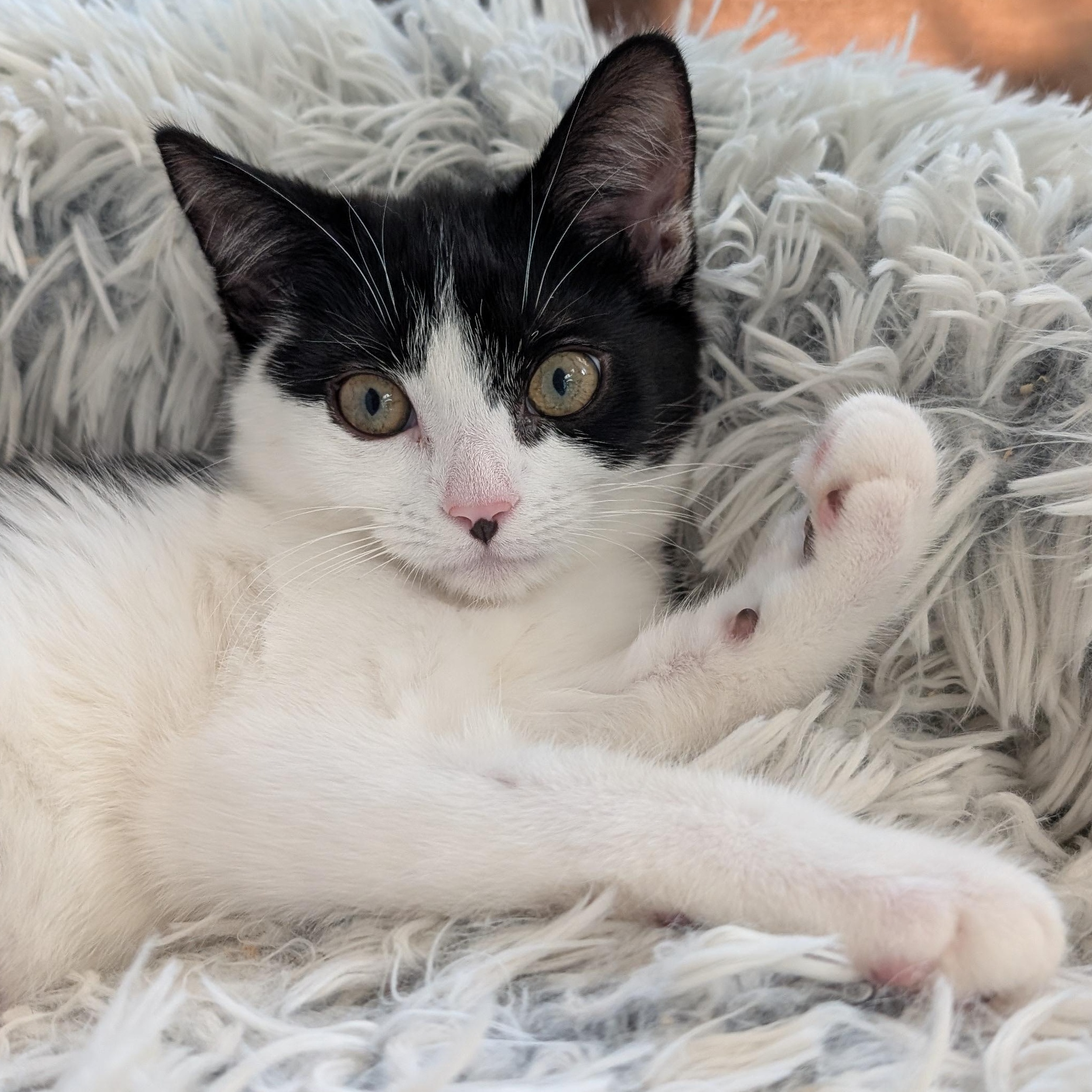 Enlarge Penguin, a Adoptable Domestic Short Hair in Alexandria, VA image 4/6