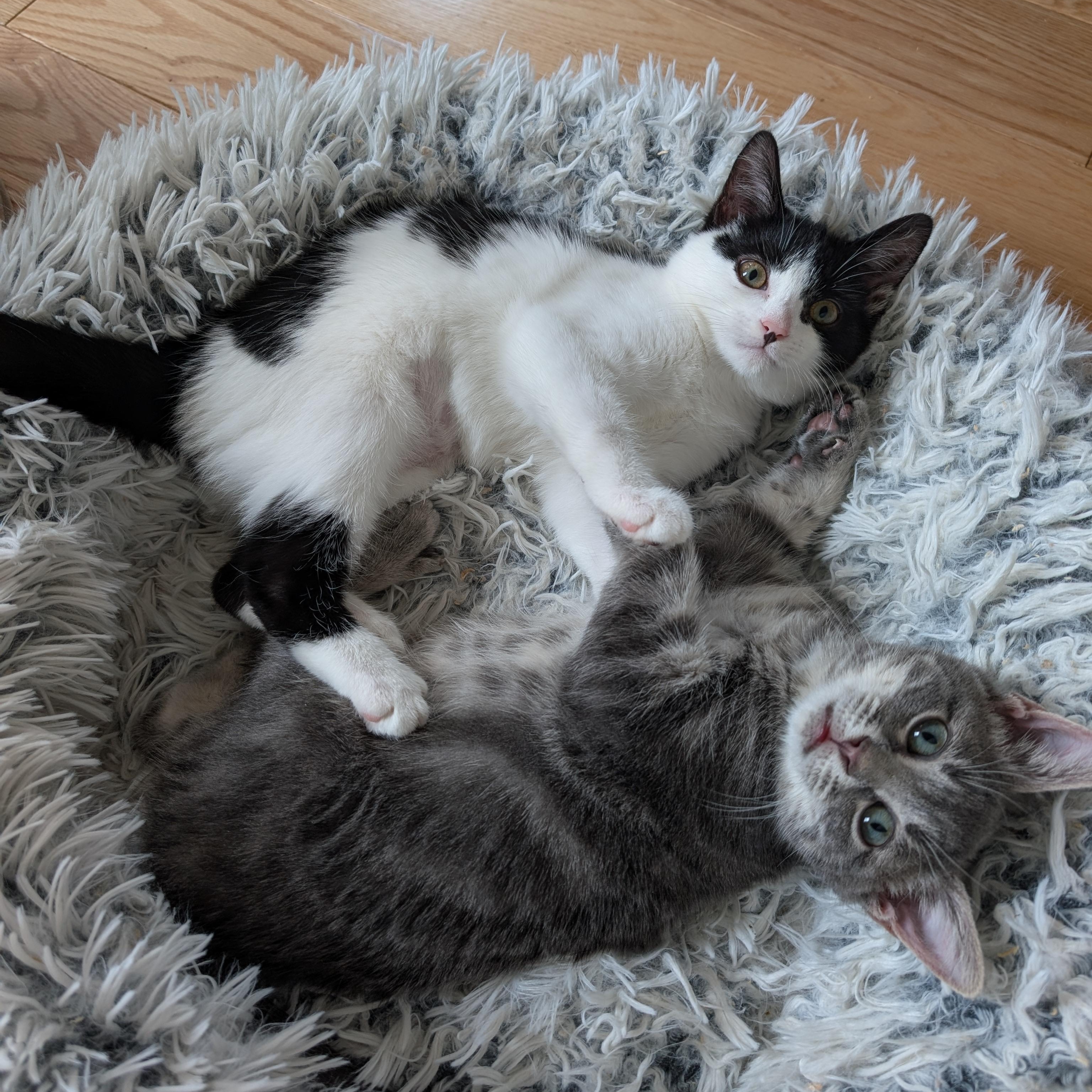 Enlarge Penguin, a Adoptable Domestic Short Hair in Alexandria, VA image 5/6