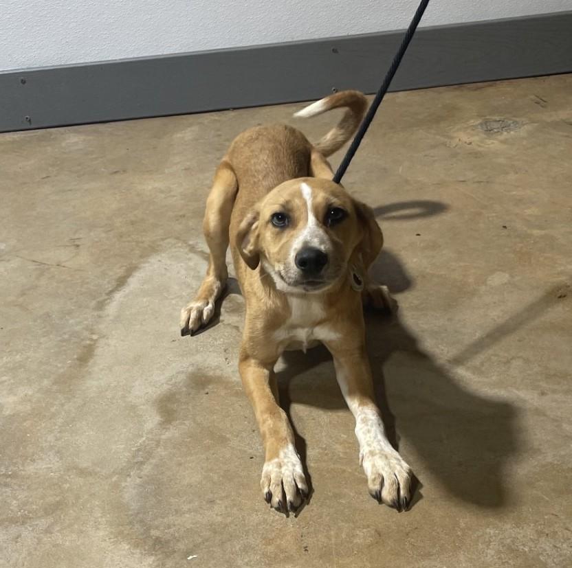 Enlarge Noodles, a ADOPTABLE mixed breed in Jackson, GA image 2/3