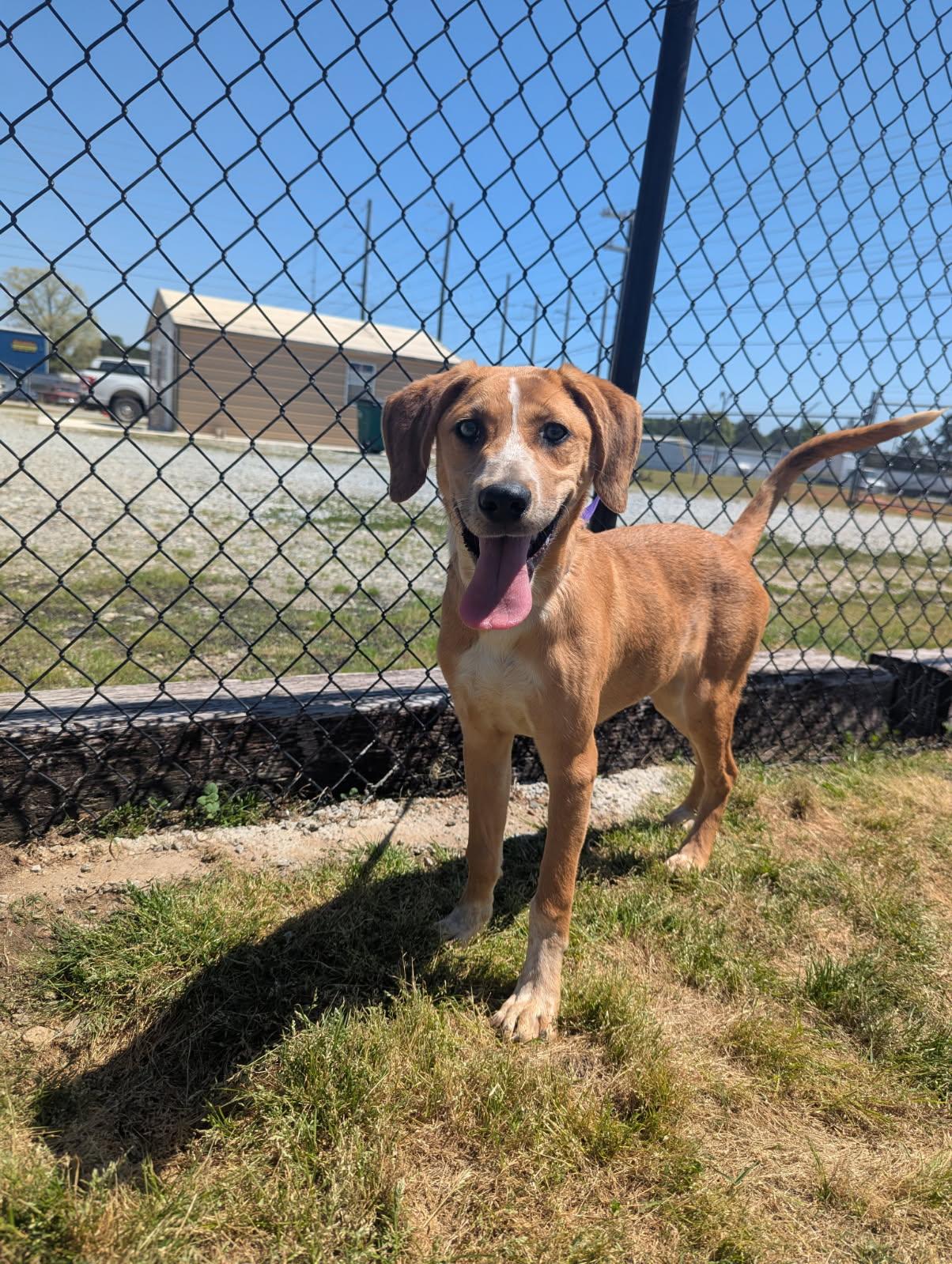Noodles, ADOPTABLE, Young Female Catahoula Leopard Dog & Coonhound.