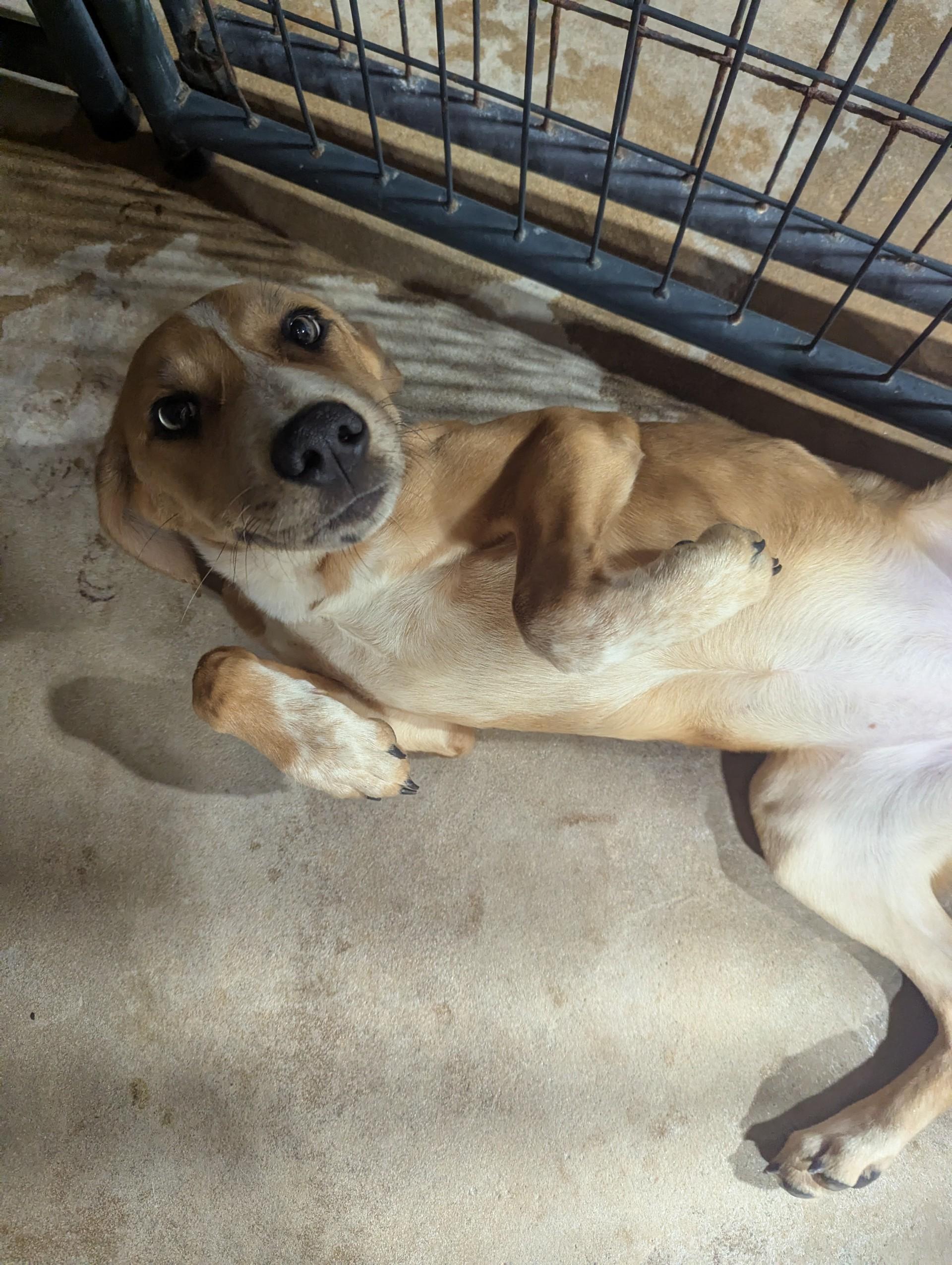 Enlarge Noodles, a ADOPTABLE mixed breed in Jackson, GA image 3/3