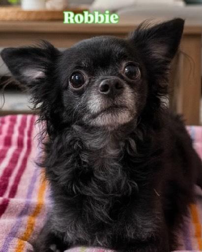 Robbie , adopted, Adult Male Chihuahua.