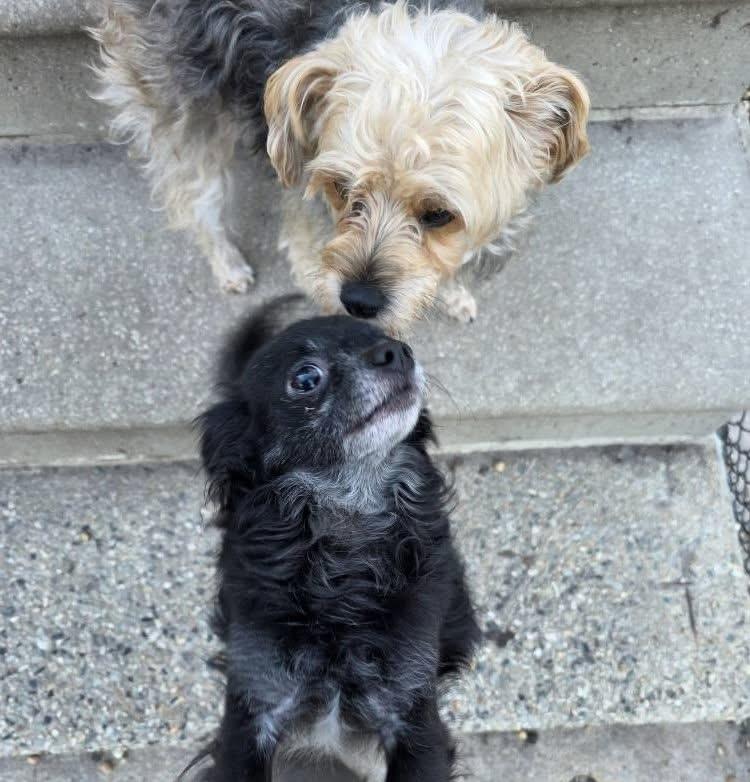 Enlarge Robbie , an adopted Chihuahua in Egg Harbor City, NJ image 2/2