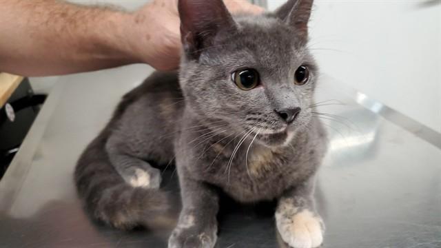 Enlarge PEGGY, a Adoptable Domestic Short Hair in Aurora, IL image 1/1