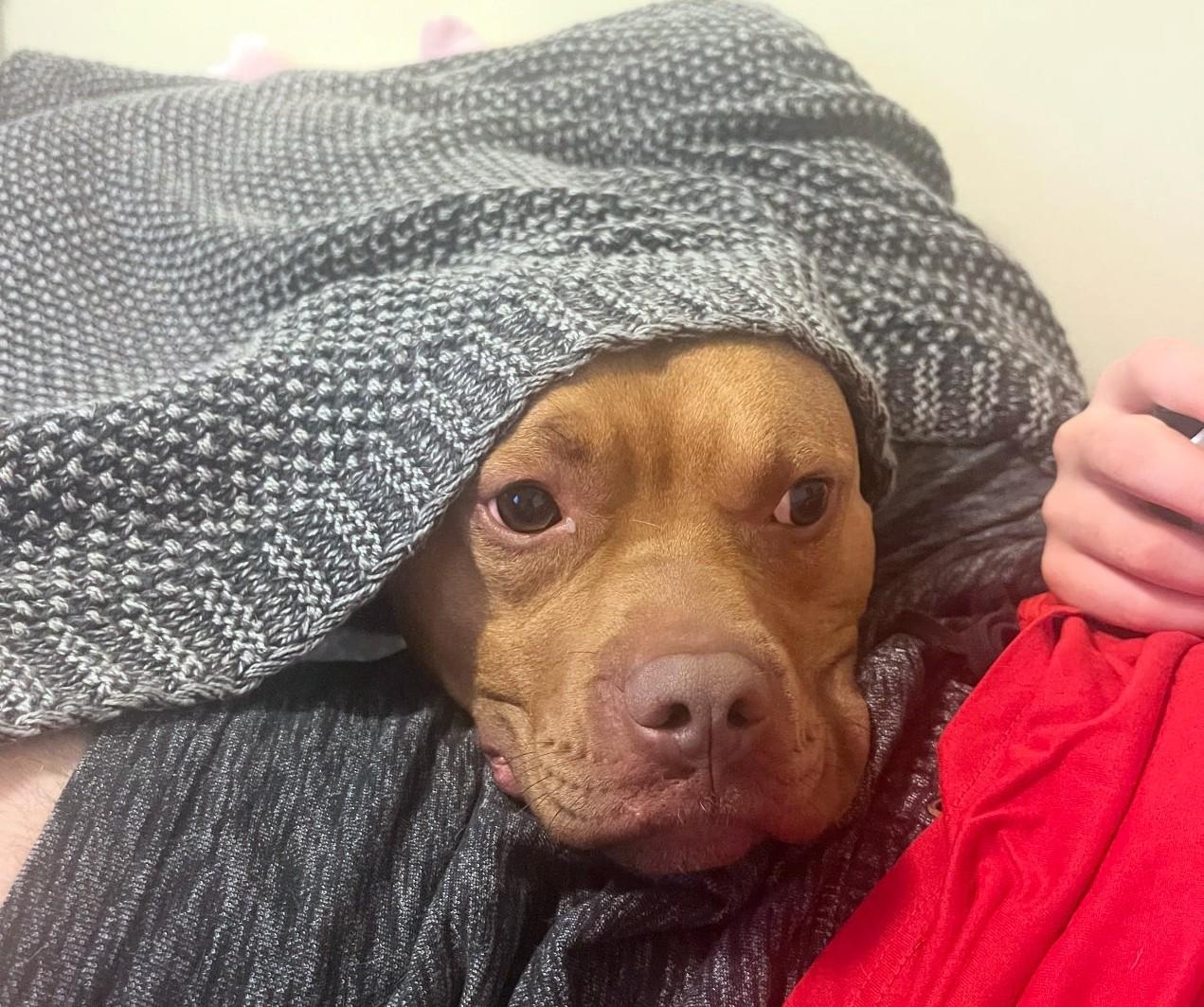 Meatball, Adoptable, Adult Male Pit Bull Terrier & Mixed Breed.