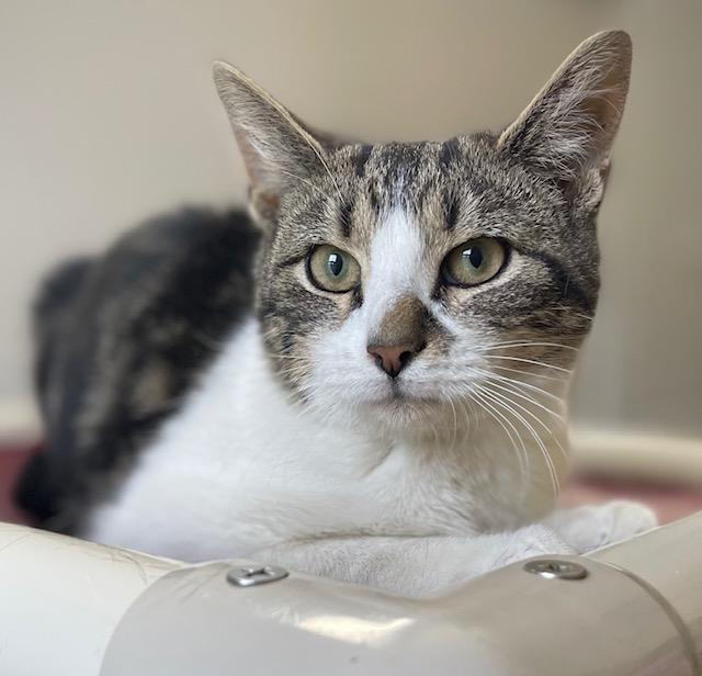 Enlarge Coraline, a Adoptable Domestic Short Hair in Salem, OH image 1/3