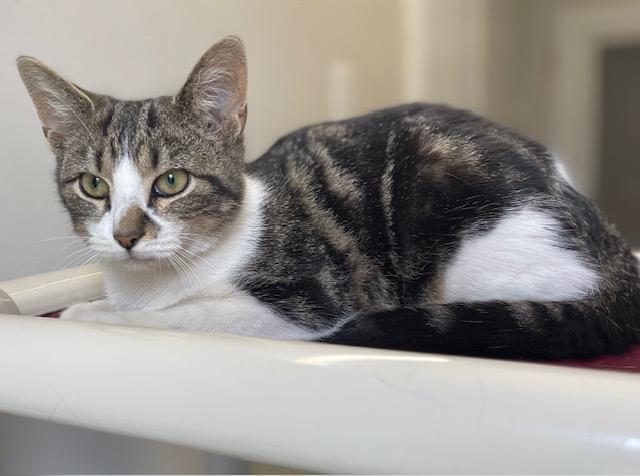 Enlarge Coraline, a Adoptable Domestic Short Hair in Salem, OH image 2/3