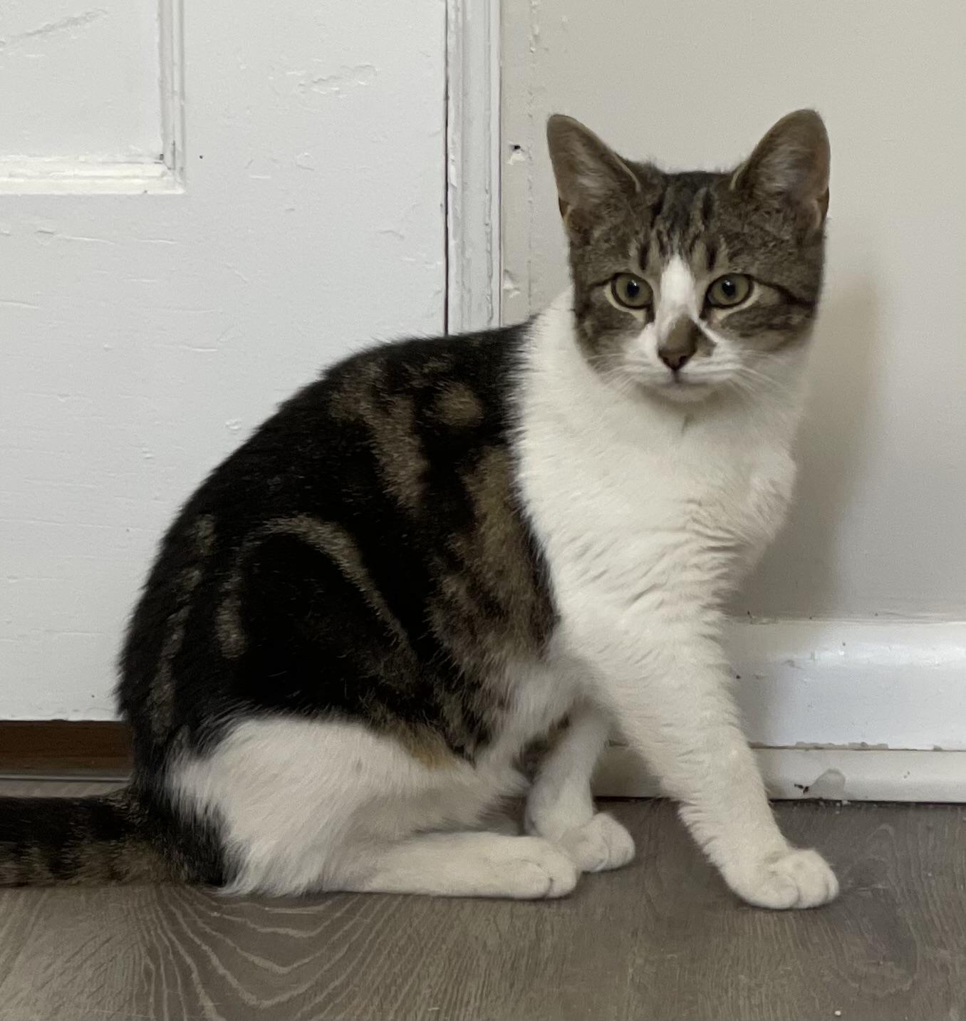 Enlarge Coraline, a Adoptable Domestic Short Hair in Salem, OH image 3/3