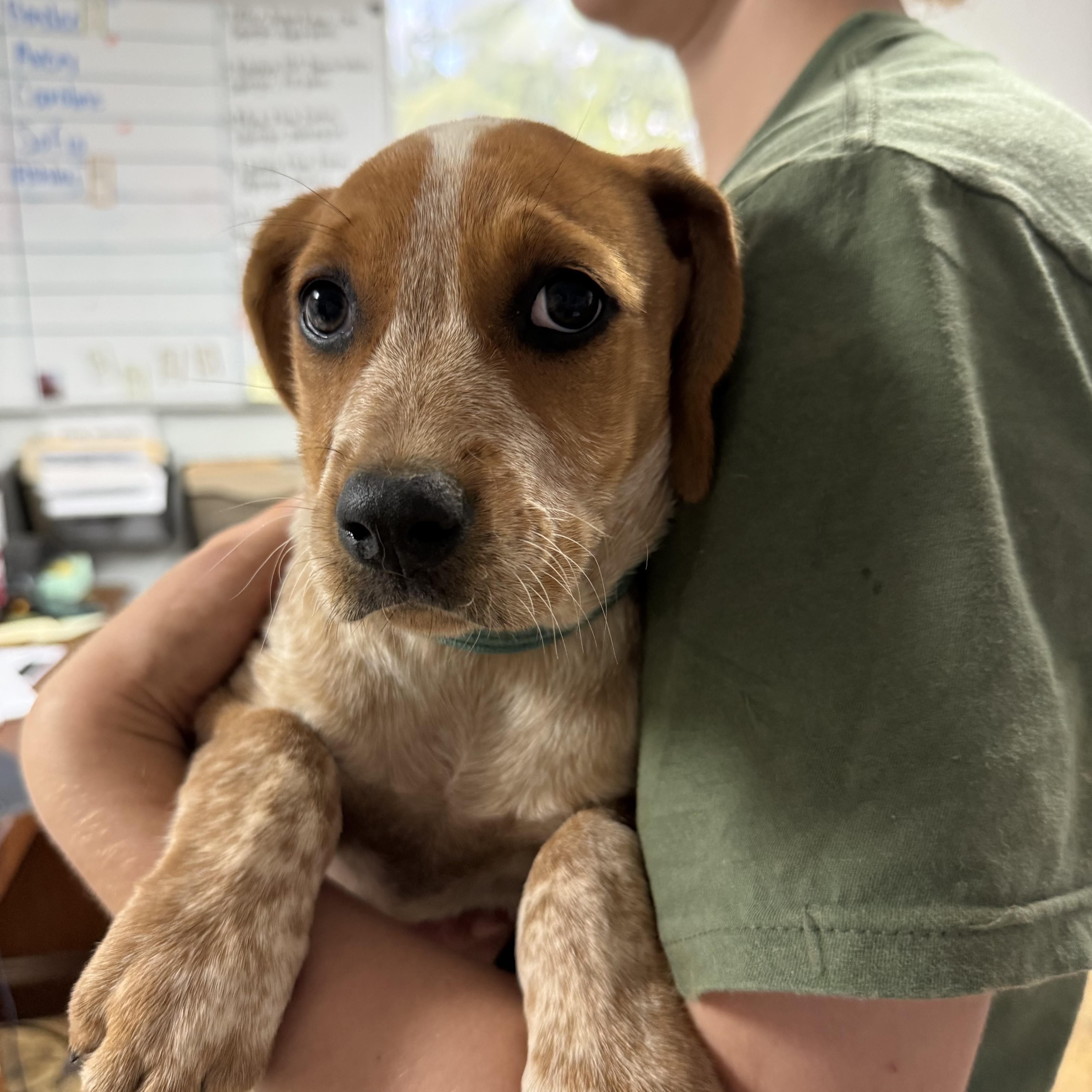 Enlarge Smoked Chicken, an adopted Coonhound in Columbia, SC image 1/5