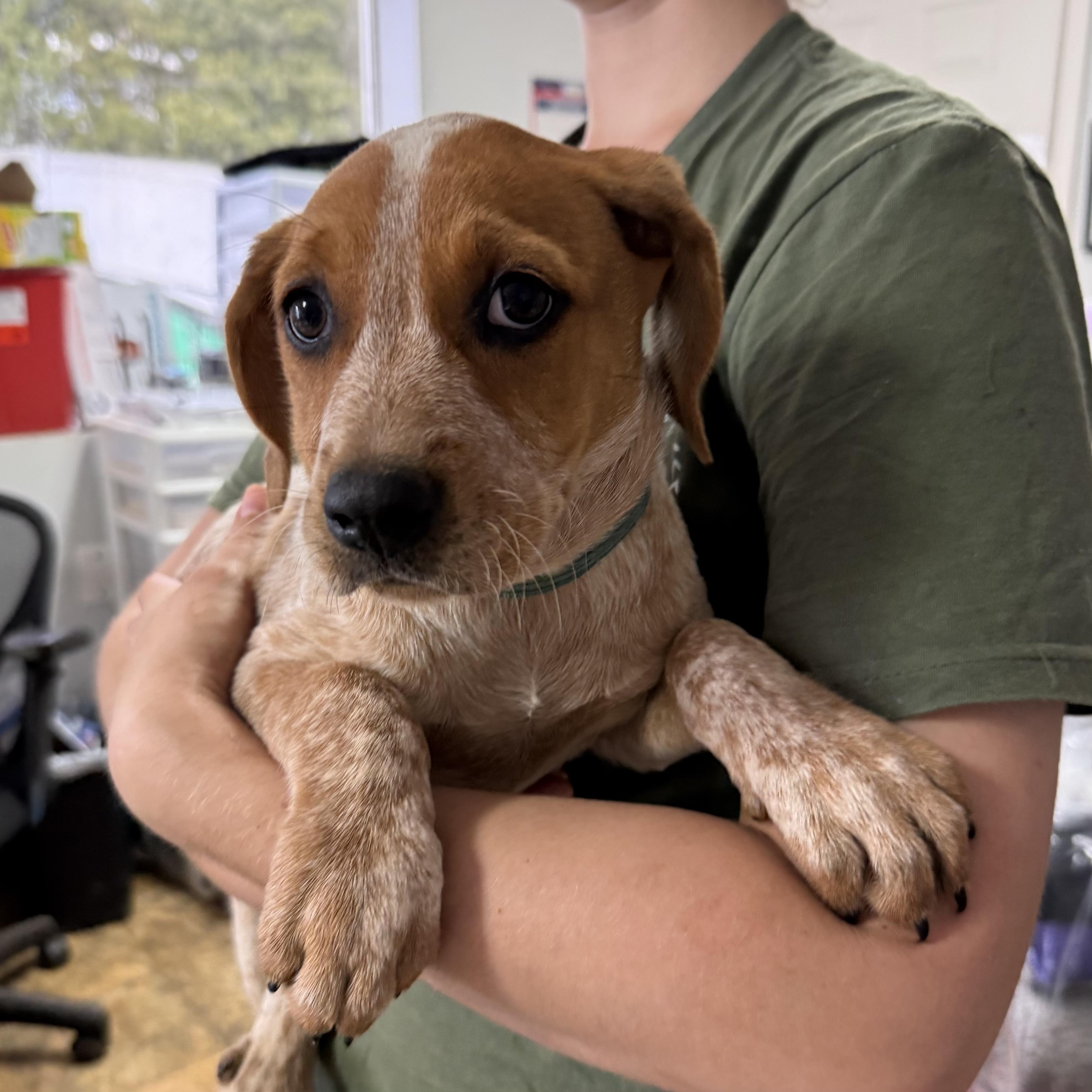 Enlarge Smoked Chicken, an adopted Coonhound in Columbia, SC image 3/5
