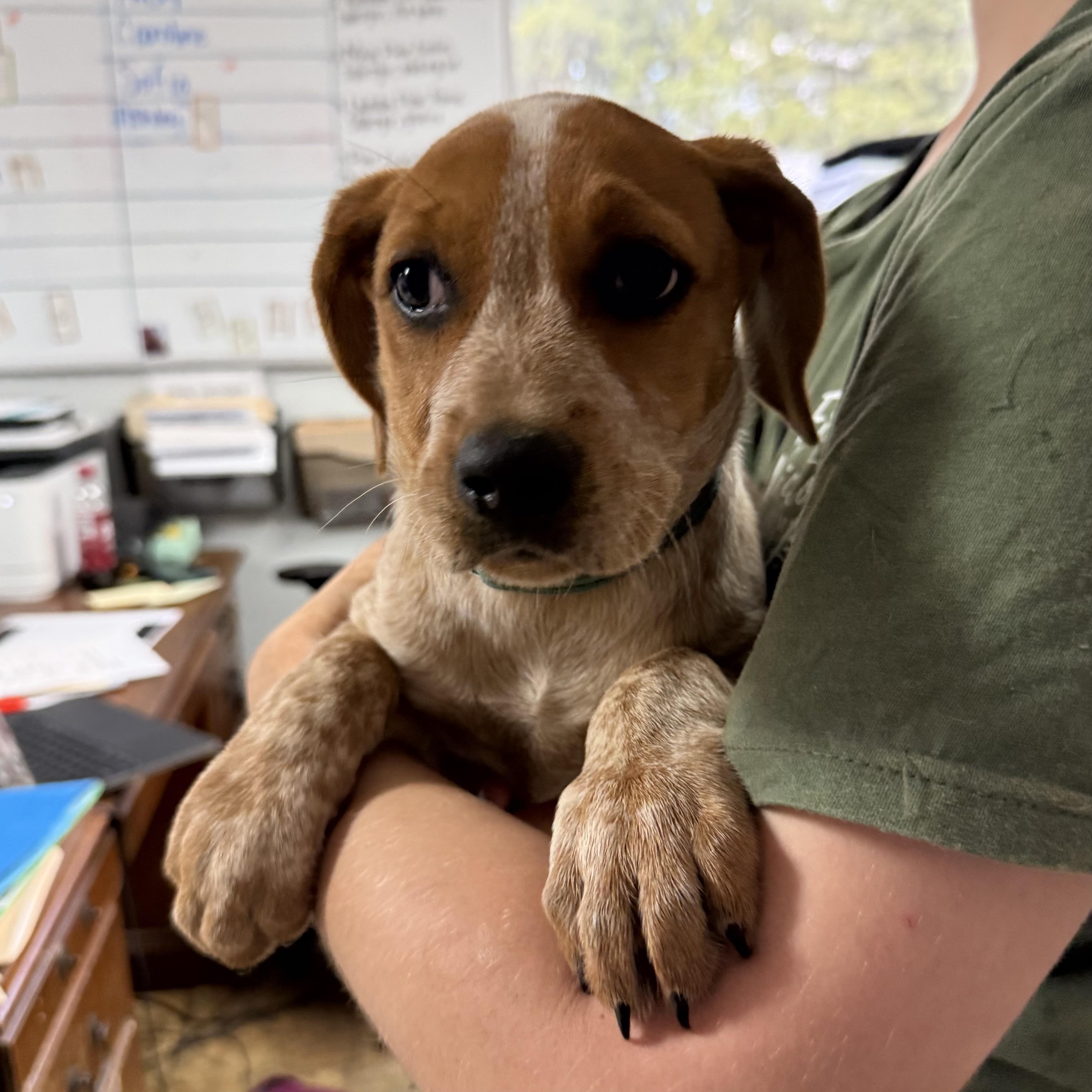 Enlarge Smoked Chicken, an adopted Coonhound in Columbia, SC image 2/5