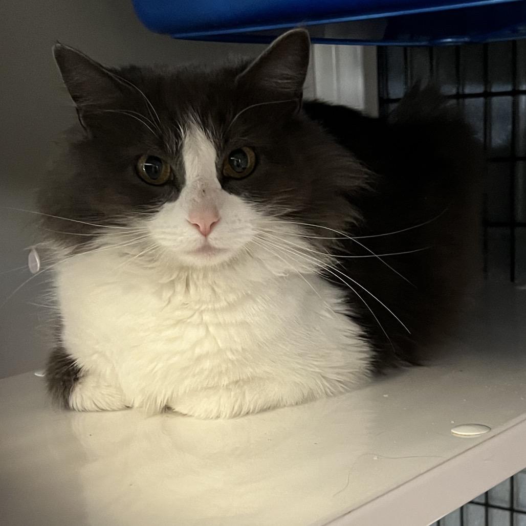 Peony, Adoptable, Adult Female Domestic Long Hair.