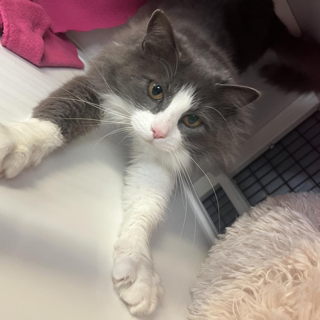 Enlarge Peony, a Adoptable Domestic Long Hair in Ruckersville, VA image 2/2