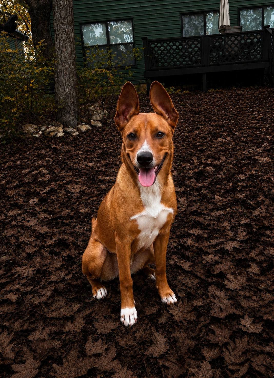 Scooby, a Adoptable Basenji in Dallas, TX image 1/3