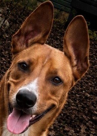 Scooby, a Adoptable Basenji in Dallas, TX image 2/3