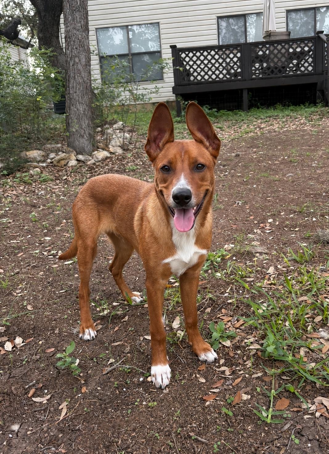 Scooby, a Adoptable Basenji in Dallas, TX image 3/3