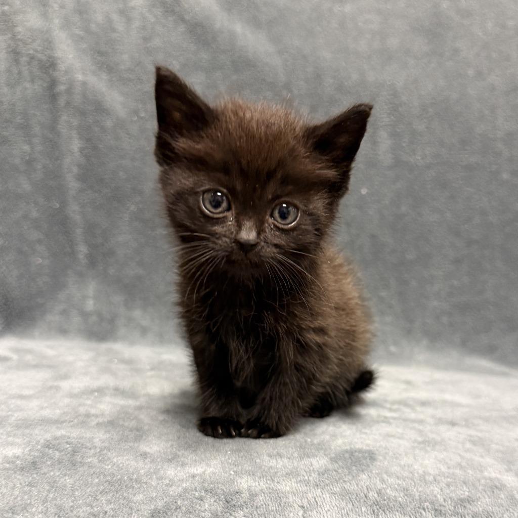 Harambe, a Adoptable mixed breed in Brenham, TX image 2/6