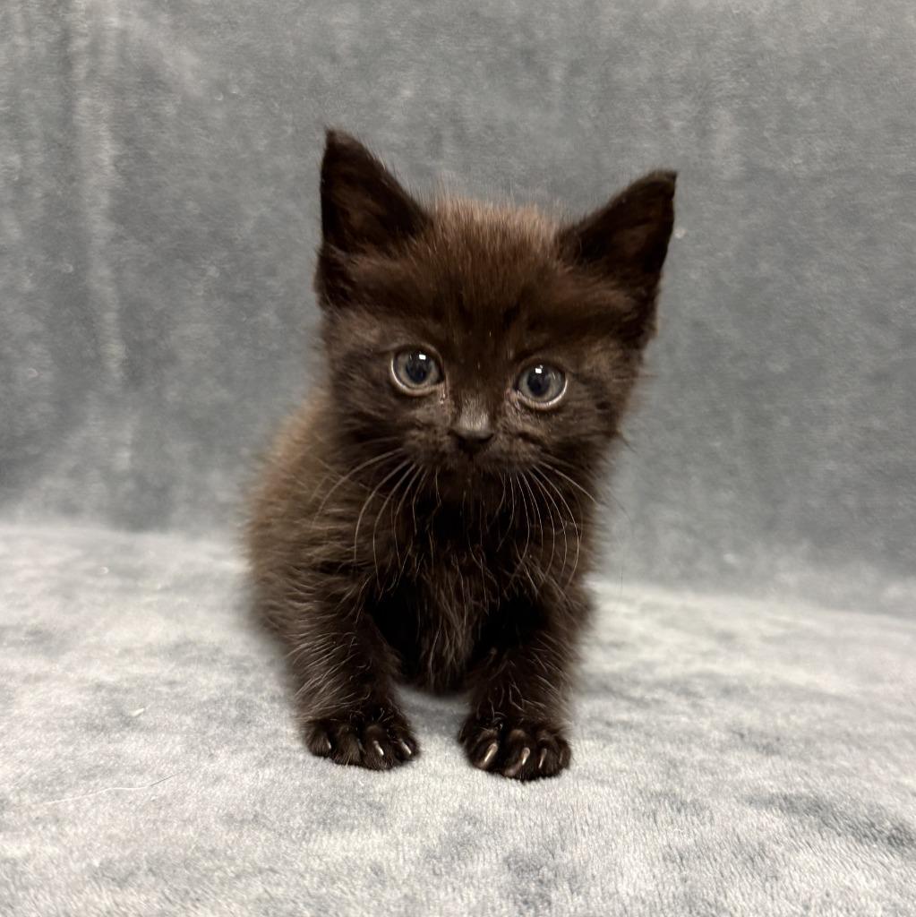 Harambe, a Adoptable mixed breed in Brenham, TX image 3/6