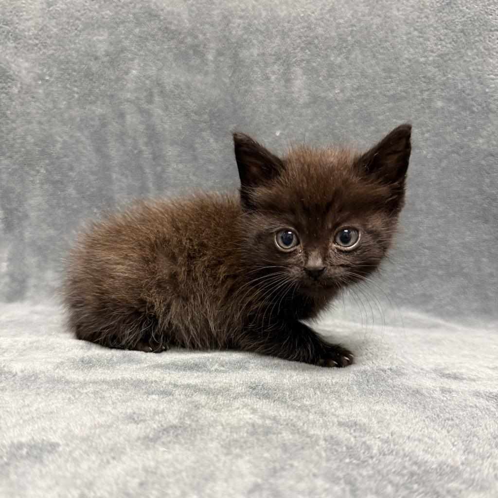 Harambe, a Adoptable mixed breed in Brenham, TX image 4/6