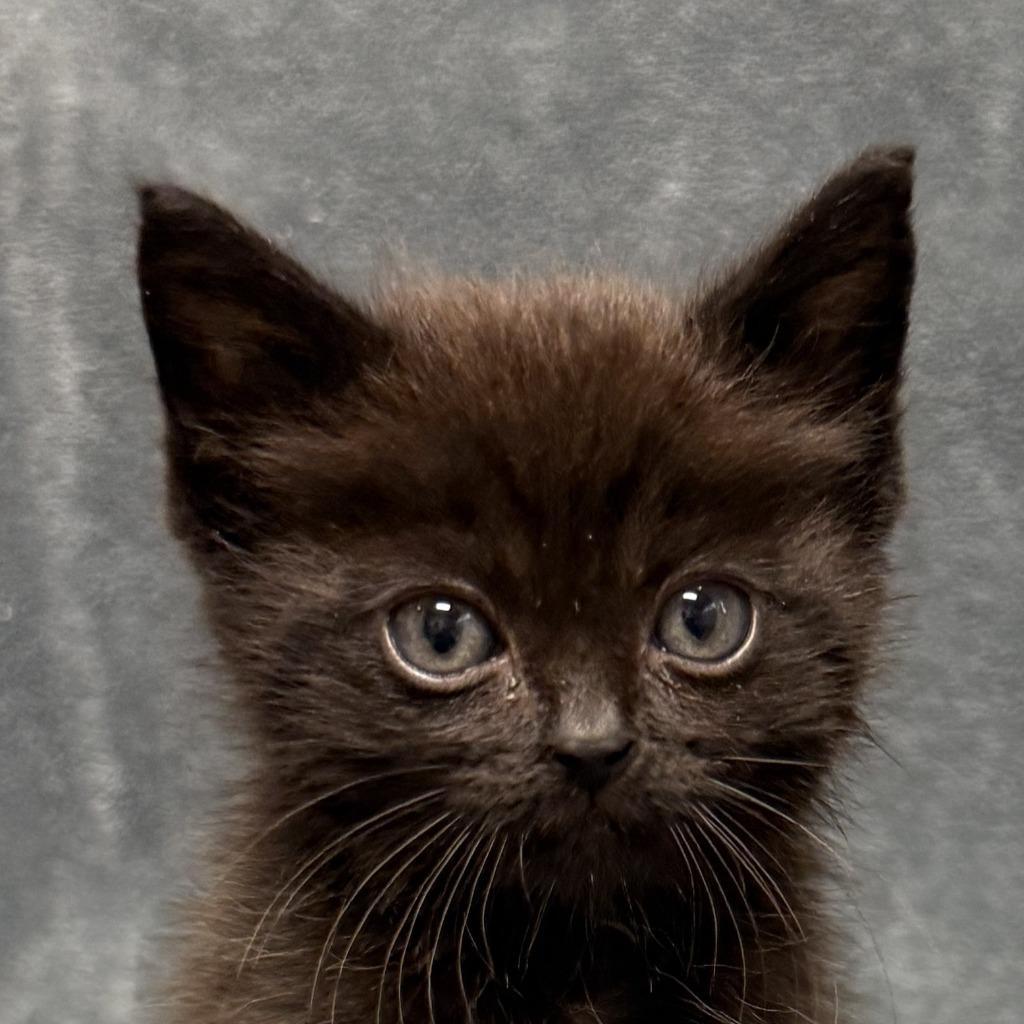 Harambe, Adoptable, Kitten Male Domestic Short Hair.