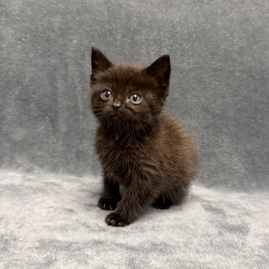 Harambe, a Adoptable mixed breed in Brenham, TX image 5/6