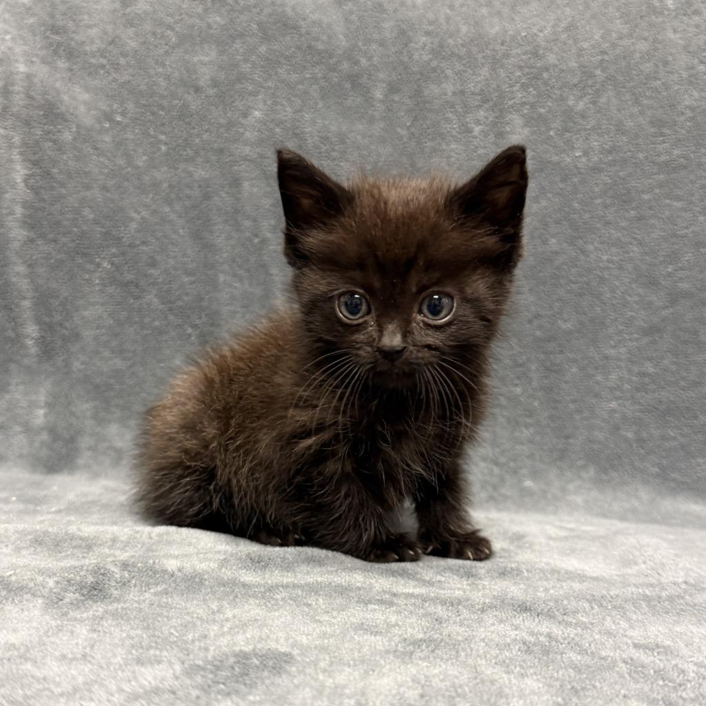 Harambe, a Adoptable mixed breed in Brenham, TX image 6/6