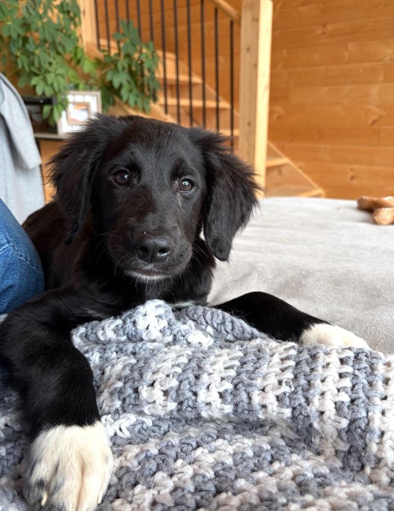 Timmy, ADOPTABLE, Young Male English Springer Spaniel & Border Collie.