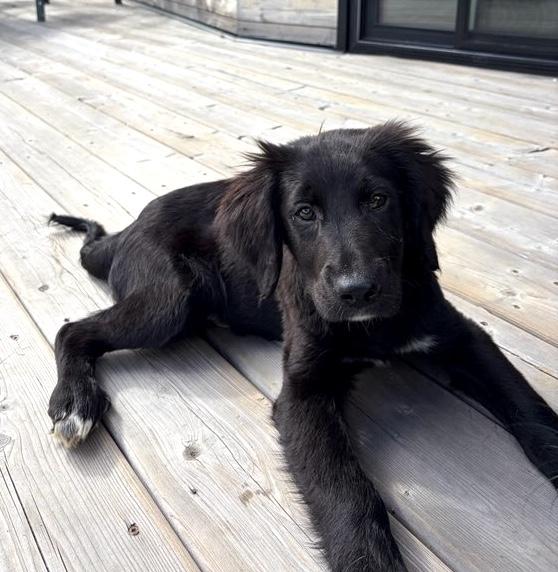 Enlarge Timmy, a ADOPTABLE mixed breed in Bancroft, ON image 2/4