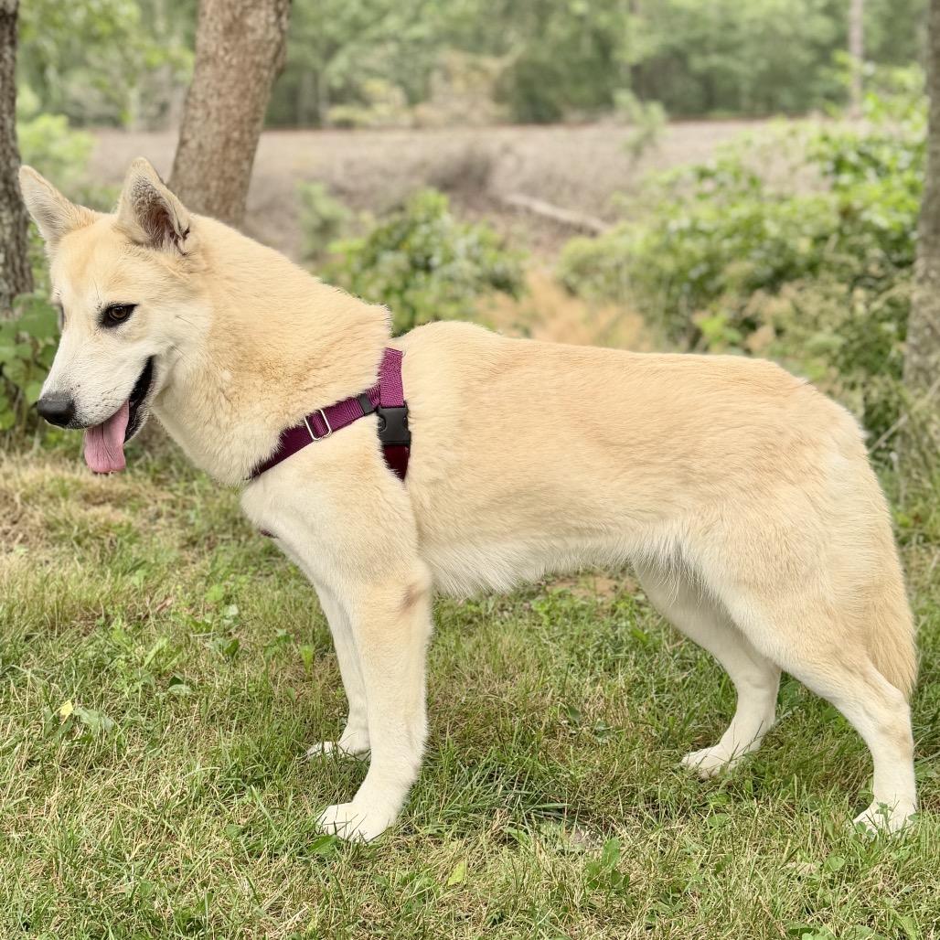 Enlarge Hope, a Adoptable mixed breed in East Hampton, NY image 1/6