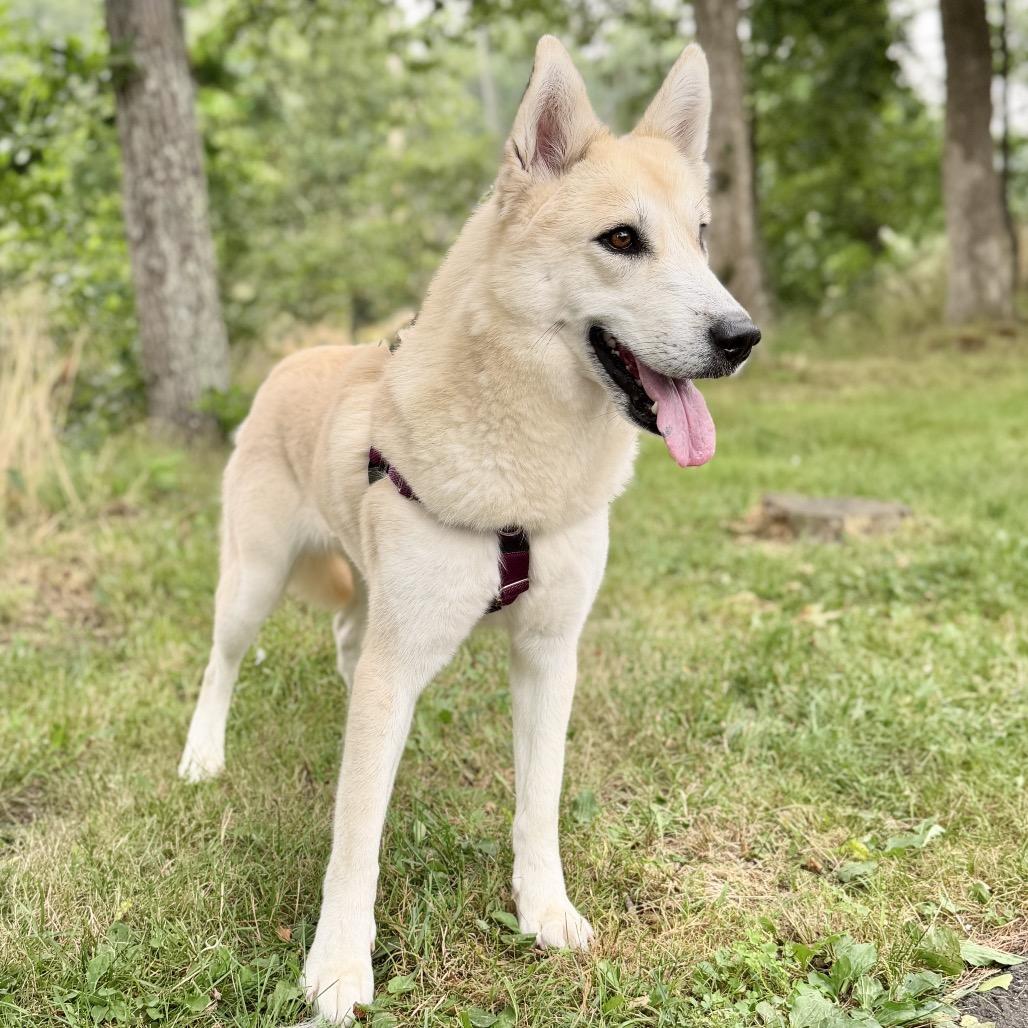 Enlarge Hope, a Adoptable mixed breed in East Hampton, NY image 2/6
