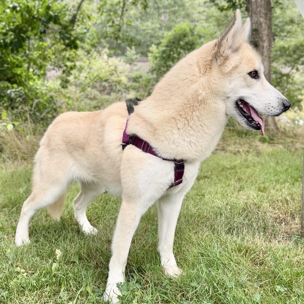 Enlarge Hope, a Adoptable mixed breed in East Hampton, NY image 3/6
