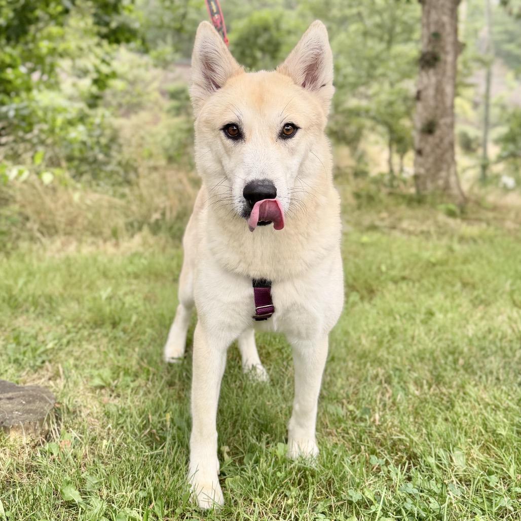 Enlarge Hope, a Adoptable mixed breed in East Hampton, NY image 4/6