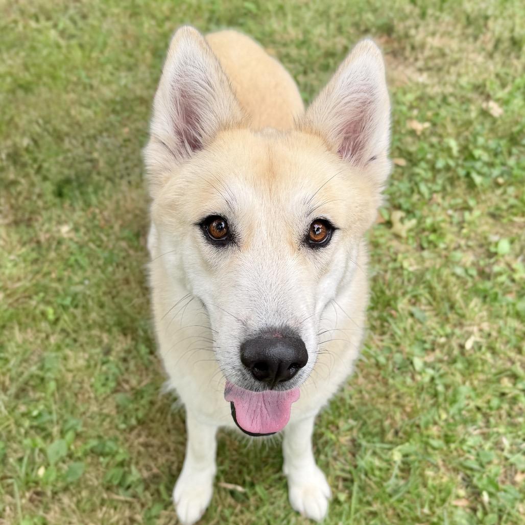 Enlarge Hope, a Adoptable mixed breed in East Hampton, NY image 5/6