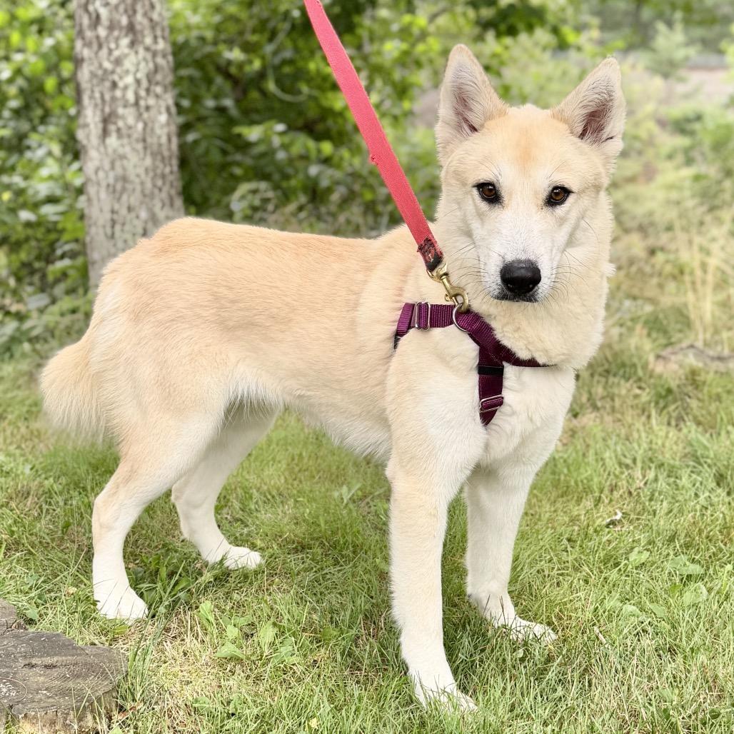 Enlarge Hope, a Adoptable mixed breed in East Hampton, NY image 6/6