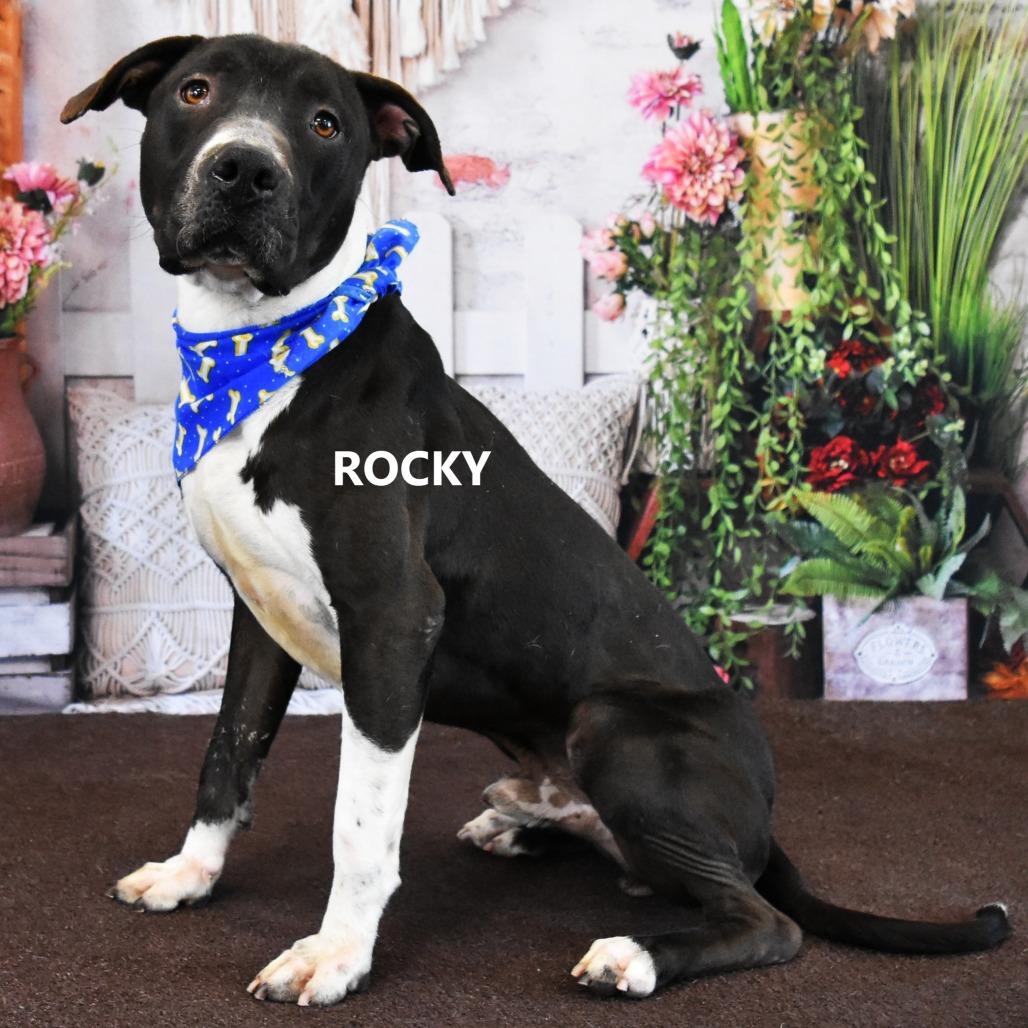 Rocky, Adoptable, Adult Male Pit Bull Terrier.