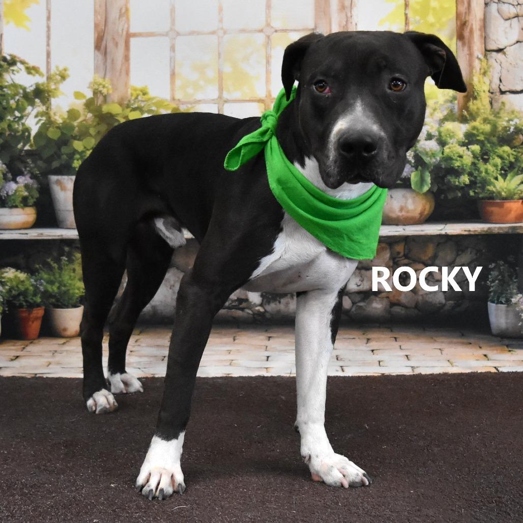 Rocky, a Adoptable Pit Bull Terrier in Yuma, AZ image 2/2