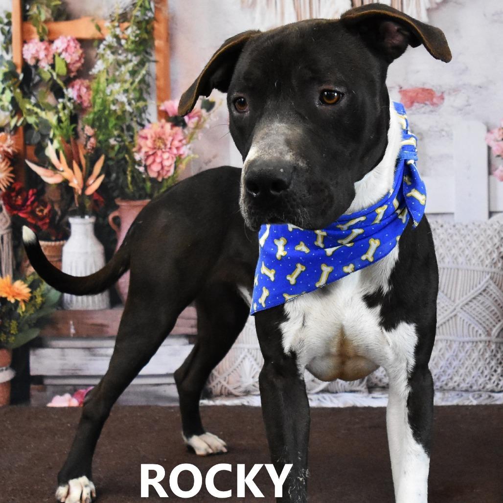 Enlarge Rocky, a Adoptable Pit Bull Terrier in Yuma, AZ image 2/3
